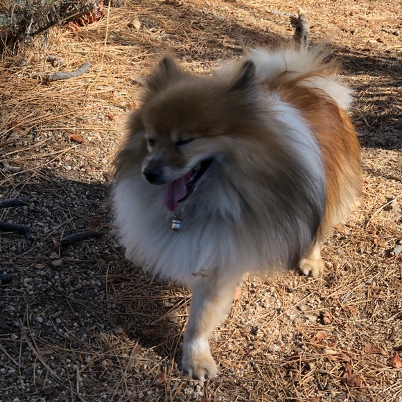 Meet your Posher, Viva - Picture 2 of 8